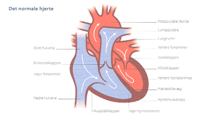 Det normale hjerte
